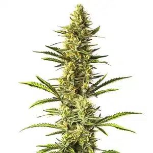 Planta de Orange Cream con cogollos compactos cubiertos de tricomas y pistilos en floración avanzada.