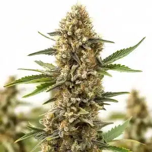 Cogollo de Orange Cream Auto compacto y resinoso con tricomas abundantes y pistilos claros en floración.