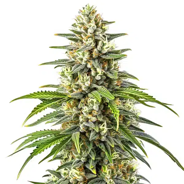 Orange Kush