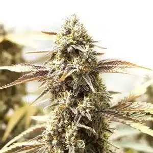 Cogollo de Orange Velvet x Cinderella 99 con abundantes tricomas y estructura alargada.