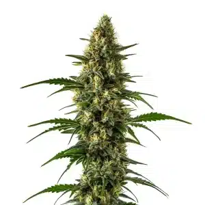 Planta de Orange x Skunk con cola central alargada, cogollos densos y tricomas en floración avanzada.