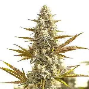 Cogollo de Oregon Peach cubierto de tricomas con pistilos amarillos y hojas verdes alargadas en floración.