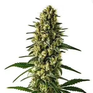Cogollo de Oregon Underdawg compacto y resinoso con abundantes tricomas y pistilos claros.