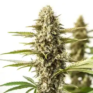 Cogollo de Orient Auto con estructura compacta, hojas verdes serradas y abundantes tricomas en floración.