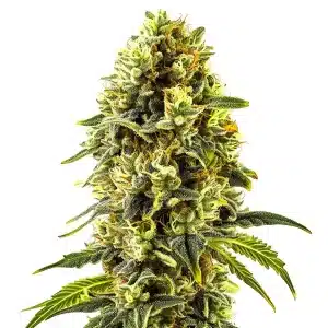 Cogollo de Original Cheese voluminoso y resinoso con tricomas abundantes y pistilos claros en floración avanzada.