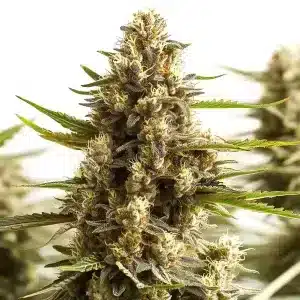 Planta de cannabis Original Clon con cogollos densos y resinosos en floración avanzada.