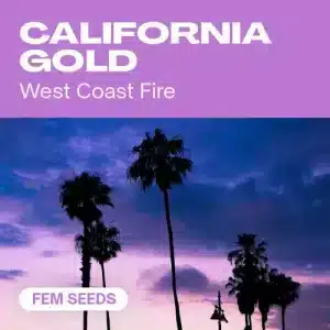 California Gold, genética californiana feminizada con alto rendimiento y sabor afrutado.