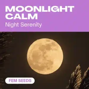 Pack Calma Nocturna: equilibrio y una experiencia relajante ideal para la noche.