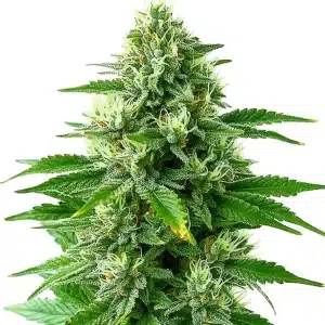 Cogollo de POG con abundantes tricomas, pistilos y hojas verdes en plena floración.
