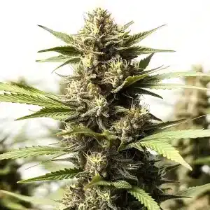 Cogollo de Papas Candy Regular con tonos verdes intensos, abundantes tricomas y estructura compacta.
