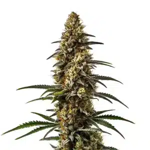 Cogollo de Papaya alargado y muy resinoso con abundantes tricomas y pistilos en floración avanzada.