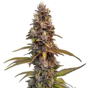 Cogollo de Peachez con estructura compacta, tricomas abundantes y tonos púrpura en floración avanzada.