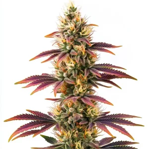 Planta de Peyote Cookies con cogollos densos, hojas y pistilos cubiertos de tricomas.