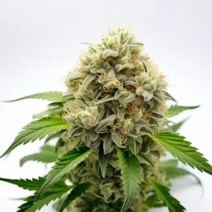 Cogollo de Pineapple Fruz muy compacto, cubierto de tricomas claros y pistilos en floración avanzada.