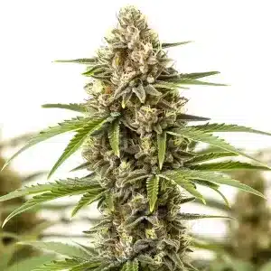 Cogollo de Pineapple Haze cubierto de tricomas.