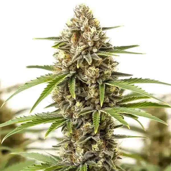 Pineapple Haze