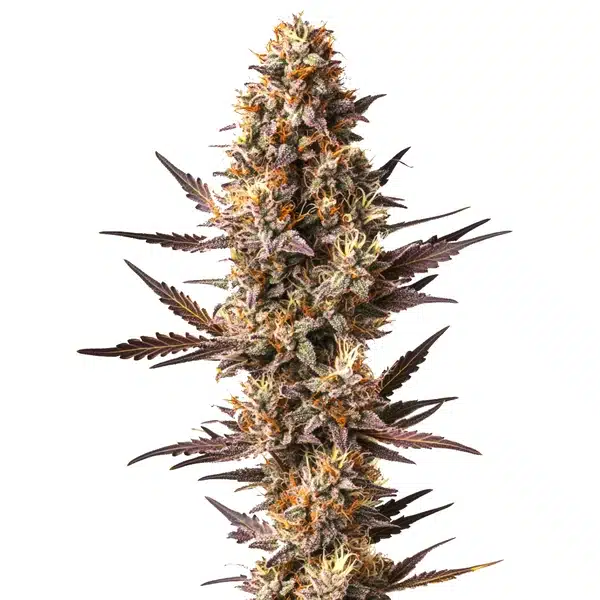 Pineapple Kush