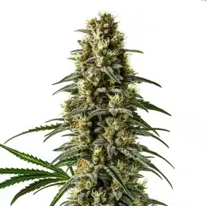 Cogollo de Pineapple Skunk Regular con tricomas abundantes y estructura compacta en floración avanzada.