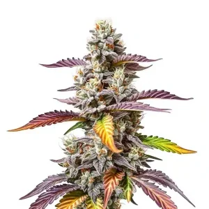 Cogollo de Pineapple Skunk Regular con tricomas abundantes y estructura compacta en floración avanzada.