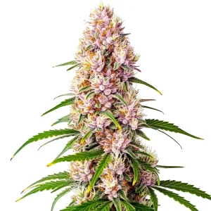 Cogollo de Pink Plant con tonos rosados y lavanda, cubierto de tricomas y pistilos claros.