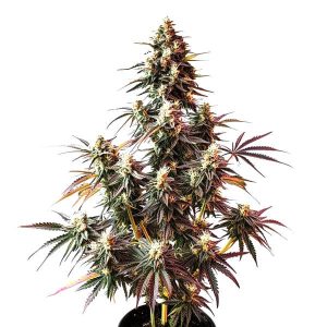 Planta de Pink Rozay Auto con múltiples colas, cogollos resinosos y hojas con tonos púrpura en floración avanzada.