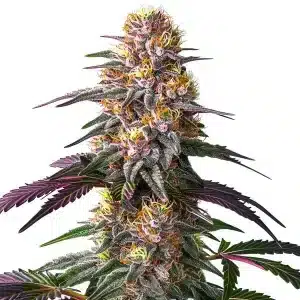 Cogollo de Pink Rozay x Strawberry Banana Auto con tricomas abundantes.