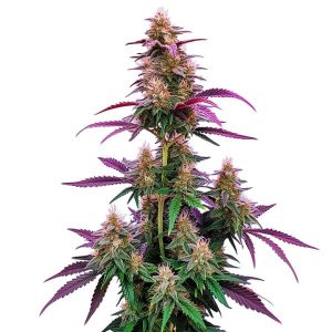 Planta de Pink Runtz con cogollos resinosos.