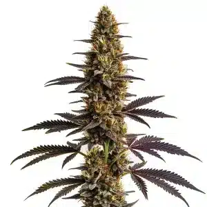 Planta de Platinum Cookies con cogollos densos cubiertos de tricomas y hojas en floración.