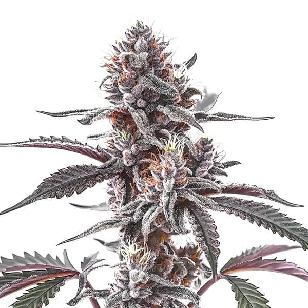 Plushberry Auto