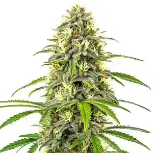 Flor de cannabis Pure Haze con cogollo central voluminoso, abundantes tricomas en planta de dominancia sativa.