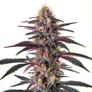 Flor de cannabis Pure Indica con cogollo central compacto y abundante resina en floración avanzada.