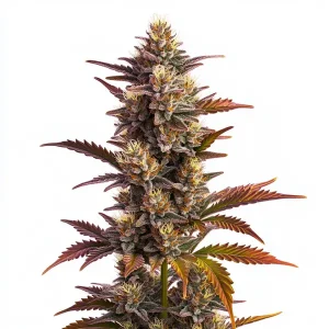 Flor de cannabis Purple Bubba Kush con cogollo central denso y alta producción de tricomas resinosos.