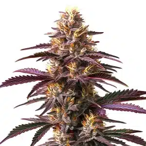 Flor de cannabis Purple Gelato con cogollo central compacto y abundante resina en floración avanzada.