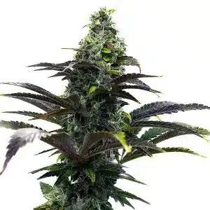 Flor de cannabis Purple Gelato Auto con cogollo central compacto y abundantes tricomas.