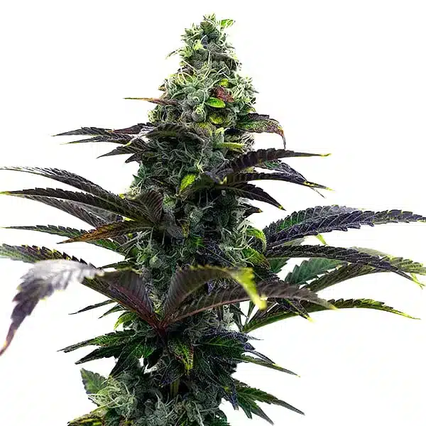 Purple Gelato Auto