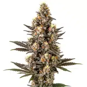 Flor de cannabis Purple Gelato Lemon Bean con cogollo central denso, tricomas abundantes y pistilos en floración avanzada.