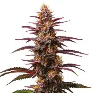 Flor de cannabis Purple Kush Auto con cogollo central compacto y abundantes tricomas resinosos.