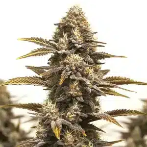 Flor de cannabis Purple Kush x Mazar con cogollo central compacto, abundante resina y estructura índica.