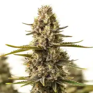 Flor de cannabis Purple Kush x White Russian con cogollo central denso, alta producción de tricomas y estructura híbrida.