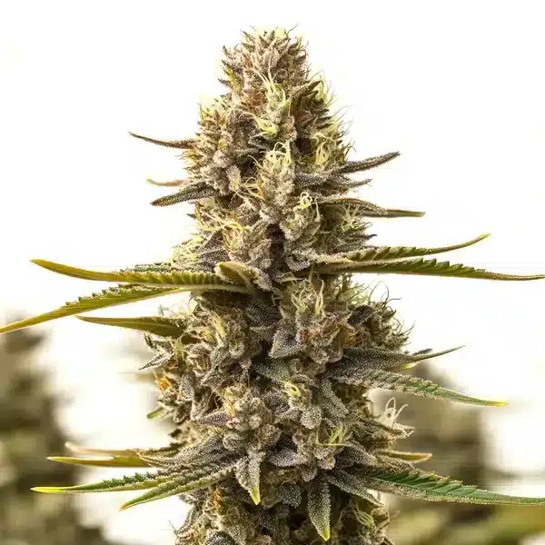 Purple Kush x White Russian