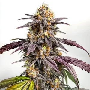 Cogollo de Purple Lemon con tricomas abundantes y pistilos amarillos en floración avanzada.