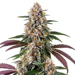 Flor de cannabis Purple Punch con cogollo central denso y abundante producción de tricomas.