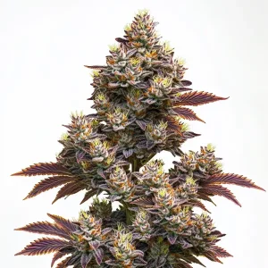 Flor de cannabis Purple Punch Auto con cogollo central compacto y abundantes tricomas resinosos.