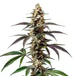 Flor de cannabis Purple Punch F1 con cogollo central compacto, alta cobertura de tricomas y estructura híbrida uniforme.