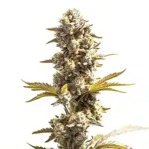 Flor de cannabis Purple Punch x Do-Si-Dos con cogollo central denso y alta producción de tricomas.