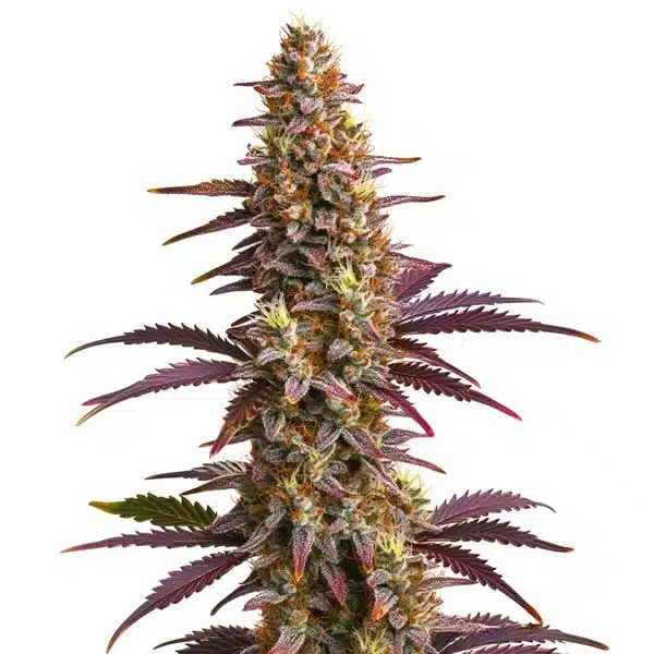 Purple Sunset Auto