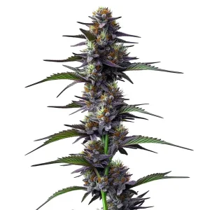 Flor de cannabis Purple Thai con cogollo central alargado y estructura sativa.
