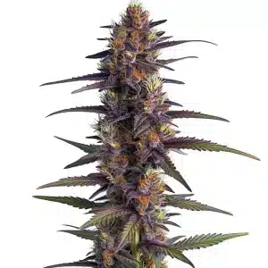 Flor de cannabis Purple Thai Regular con cogollo central alargado y estructura sativa.