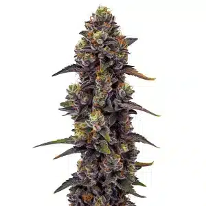 Flor de cannabis Purple Urkle con cogollo central compacto y abundante producción de tricomas.