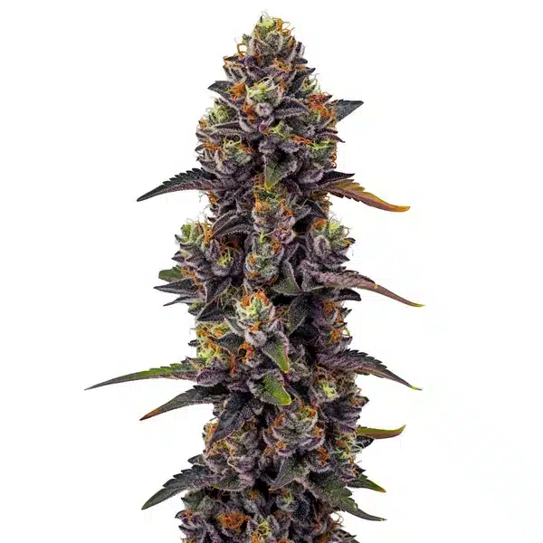 Purple Urkle